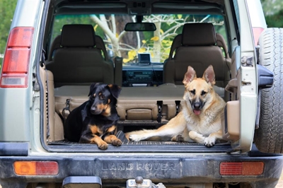 Keeping dogs legally